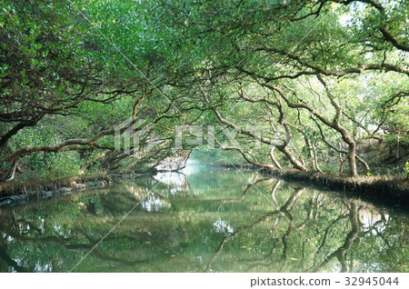 台南四草綠色隧道 台南四草綠色隧道 32945044