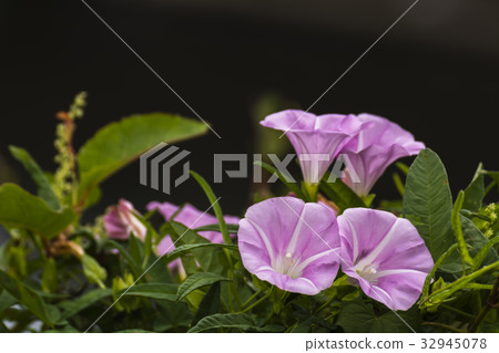 Riverside nocturnal summer 32945078