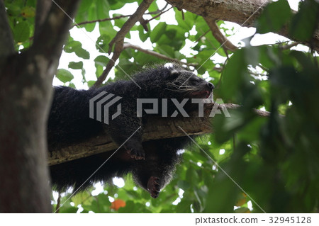 An adult black Howler monkey on a tree An adult black Howler monkey on a tree 32945128