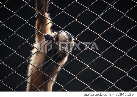 sad monkey in cage sad monkey in cage 32945129