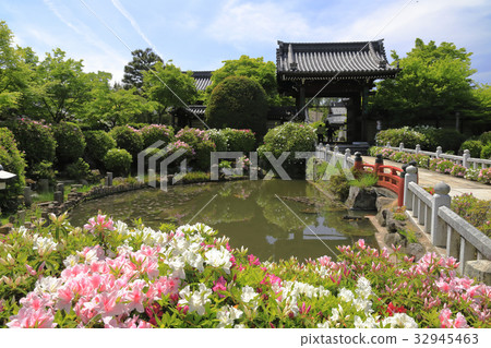 五月杜鵑花的myouman Ji寺 春天京都 照片素材 圖片 圖庫