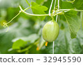 Young melons growing in greenhouse. 32945590