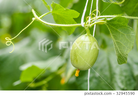 Young melons growing in greenhouse. Young melons growing in greenhouse. 32945590