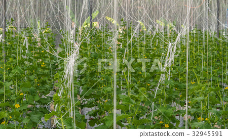 Young melons growing in greenhouse. Young melons growing in greenhouse. 32945591