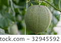 Young melons growing in greenhouse. 32945592