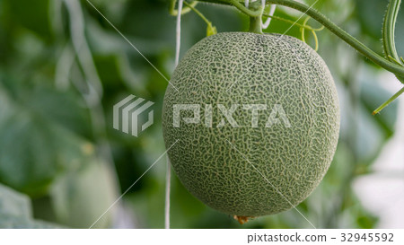 Young melons growing in greenhouse. Young melons growing in greenhouse. 32945592