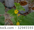 Melon flowers growing in greenhouse. 32945593