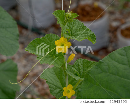 Melon flowers growing in greenhouse. 32945593