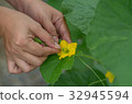 The farmer pollinating melons flower. 32945594