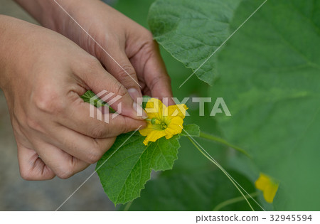 The farmer pollinating melons flower. 32945594