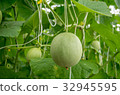 Young melons growing in greenhouse. 32945595