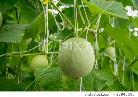 Young melons growing in greenhouse. 32945595