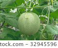Young melons growing in greenhouse. 32945596