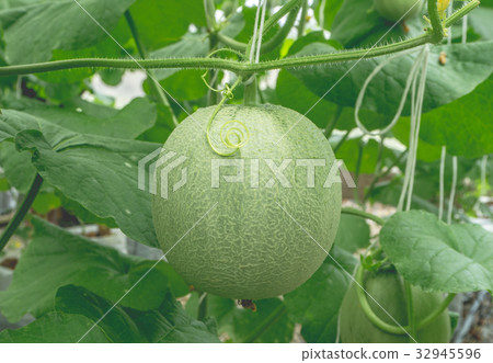 Young melons growing in greenhouse. Young melons growing in greenhouse. 32945596
