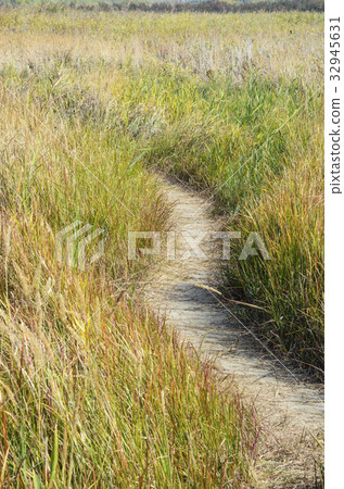 一條小徑 32945631