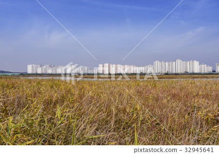 Plants, Apartments Plants, Apartments 32945641