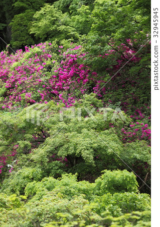Kogenji Temple fresh green and azalea 32945945