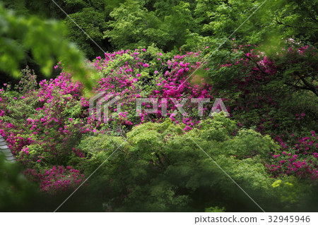 Kogenji Temple fresh green and azalea 32945946