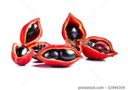 sweet chestnuts (Sterculia monosperma) on white  32946309