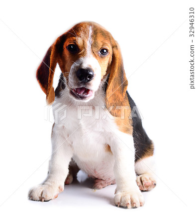 beagle dog isolated on white background beagle dog isolated on white background 32946310