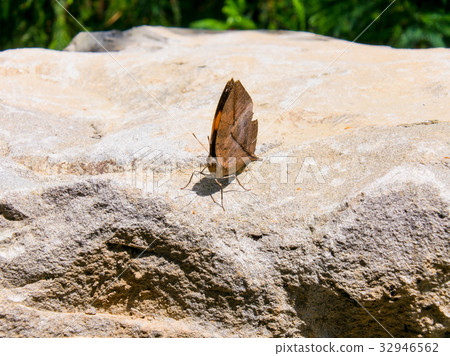 Taiwan, Yang Ming Mountain, Lake Cai, Butterfly, ecology, dead leaf butterfly Taiwan, Yang Ming Mountain, Lake Cai, Butterfly, ecology, dead leaf butterfly 32946562