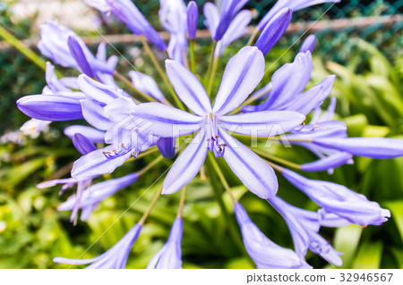 大培，楊明山，湖頂，花季，親情花，生態，自然，花卉園 32946567