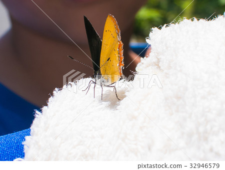台灣,陽明山,山 台灣,陽明山,山 32946579