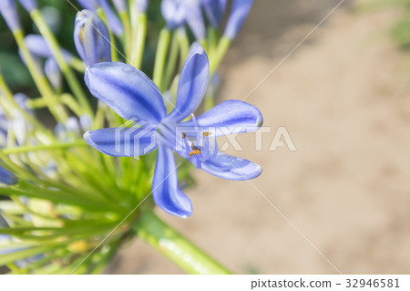 台灣，陽明山，喬湖，玫瑰蝴蝶，夏天天堂，花季，親情花，紫色，羅馬 32946581