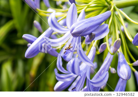 台灣，陽明山，喬湖，蝴蝶，夏日天堂，花季 32946582