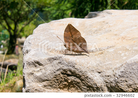 台灣，陽明山，湖頂，花季，蝴蝶，生態，死葉蝴蝶，石頭 32946602