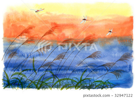 Sunset sky and Susuki and red dragonfly 32947122