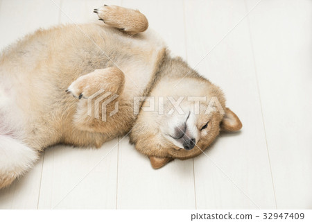 Shiba Inu on the back 32947409