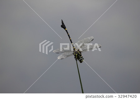 Taiwan Uchiyayama Taiwan Uchiyayama 32947420