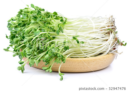 kaiware sprout, japanese vegetable or watercress  32947476