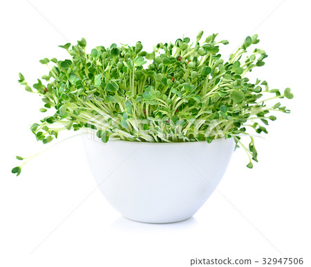 kaiware sprout, japanese vegetable or watercress kaiware sprout, japanese vegetable or watercress 32947506