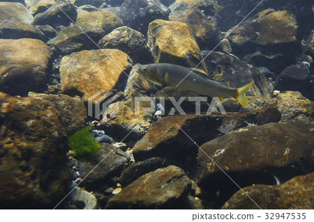 Ayu-01 Ayu-01 32947535