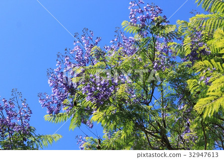 Jacaranda flowers 32947613