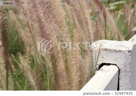 White fence on the farm 32947935