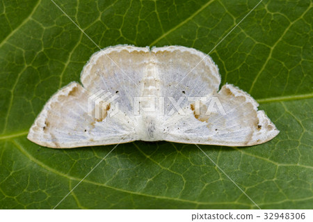 Image of Butterfly Moth (Lasiocampidae). 32948306