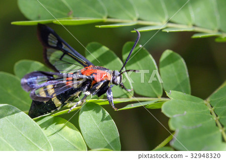 Image of Wasp moth on green leaves. Image of Wasp moth on green leaves. 32948320