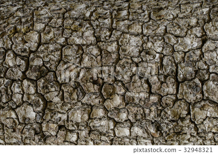 Wood texture with natural patterns. 32948321