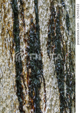 Image of a tree with a black rubber flowing out. 32948322