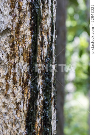 Image of a tree with a black rubber flowing out. 32948323