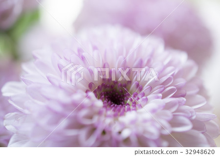 Pom pom Pom pom 32948620