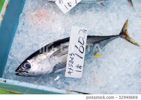 黃鰭金槍魚 32948669