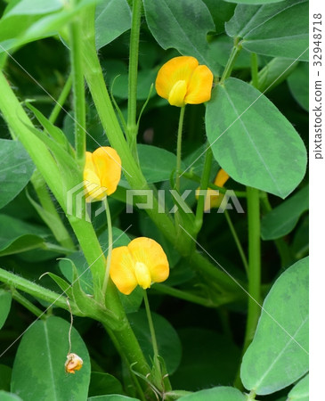 落花生花 关闭 领域 图库照片