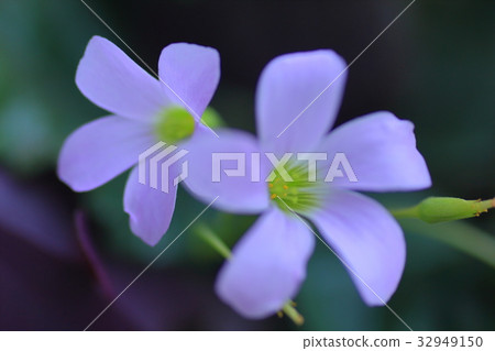 酢漿草花 32949150