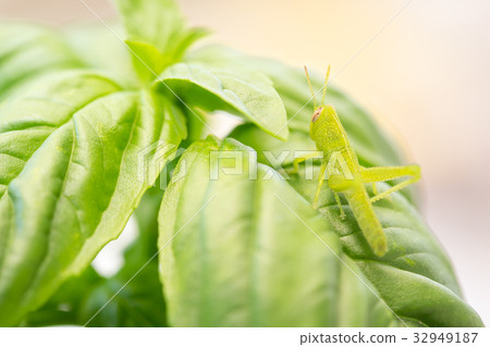 Small Green Grasshopper Close-Up On Basil Leav 32949187