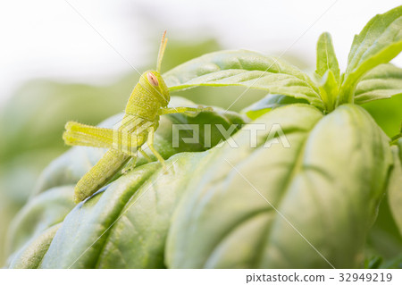Tiny Green Grasshopper Close-Up On Basil Leav Tiny Green Grasshopper Close-Up On Basil Leav 32949219