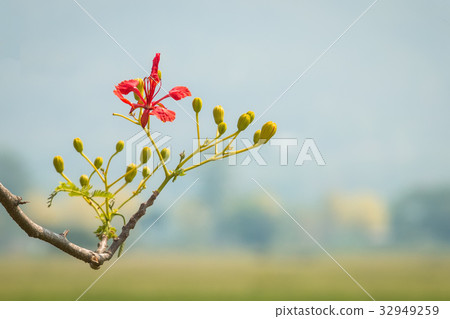flamboyant flower 32949259